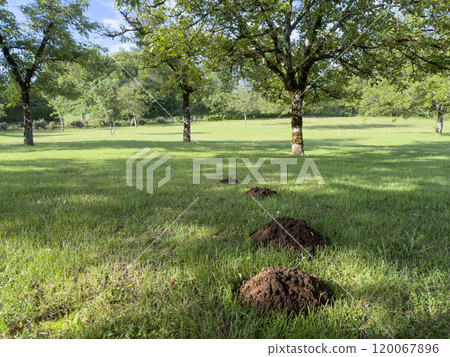 Plague of molehills at a meadow at garden 120067896