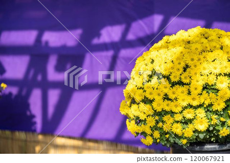 Autumn scenery: Chrysanthemum flowers in full bloom, Nanyo City, Yamagata Prefecture 120067921