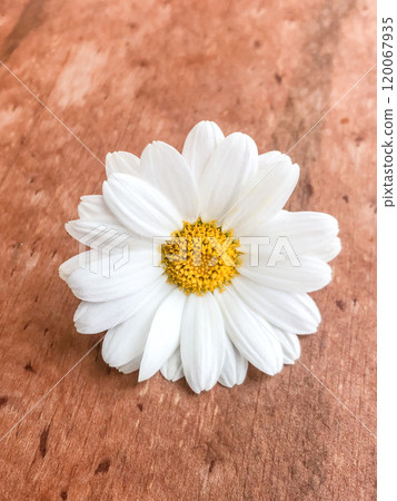 a daisy flower on a wooden background with copy space a daisy flower on a wooden background with copy space 120067935