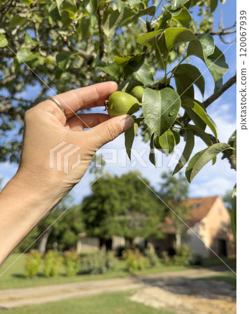 hand picks unripe pear fruits on tree hand picks unripe pear fruits on tree 120067939
