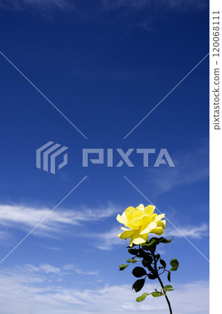 Blue sky and yellow roses Blue sky and yellow roses 120068111