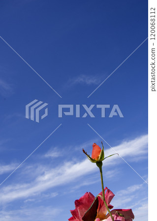 Rose buds growing in the blue sky 120068112
