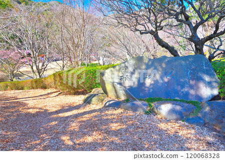 Kanto, Yugawara Plum Grove, a scene of a plum blossom party in early spring, an image of the entrance to Yugawara Makuyama Park, Yugawara Town, Kanagawa Prefecture (3) Kanto, Yugawara Plum Grove, a scene of a plum blossom party in early spring, an image of the entrance to Yugawara Makuyama Park, Yugawara Town, Kanagawa Prefecture (3) 120068328