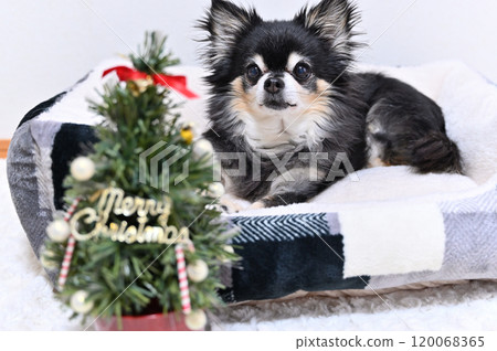 Senior dog and Christmas, beloved dog, Chihuahua 120068365