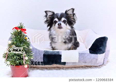 Cute Chihuahua Christmas Cute Chihuahua Christmas 120068384