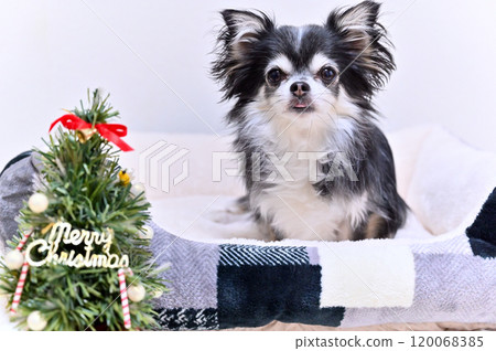 Cute Chihuahua Christmas Cute Chihuahua Christmas 120068385