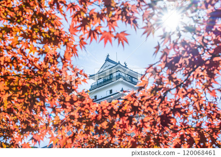 Tsuruga Castle (Aizu-Wakamatsu Castle) in late autumn and bright red maples, Aizu-Wakamatsu City, Fukushima Prefecture Tsuruga Castle (Aizu-Wakamatsu Castle) in late autumn and bright red maples, Aizu-Wakamatsu City, Fukushima Prefecture 120068461
