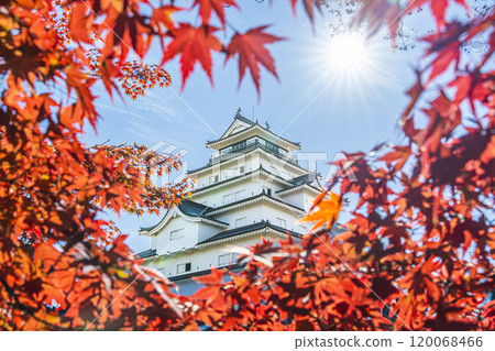 Tsuruga Castle (Aizu-Wakamatsu Castle) in late autumn and bright red maples, Aizu-Wakamatsu City, Fukushima Prefecture 120068466