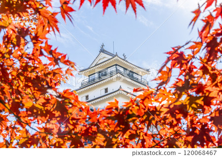 Tsuruga Castle (Aizu-Wakamatsu Castle) in late autumn and bright red maples, Aizu-Wakamatsu City, Fukushima Prefecture 120068467