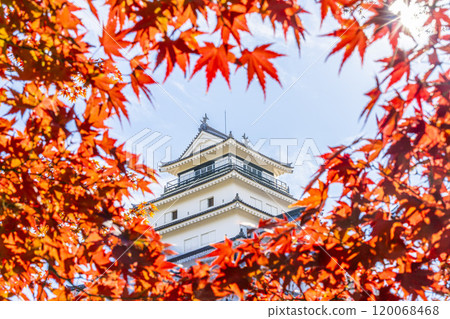 Tsuruga Castle (Aizu-Wakamatsu Castle) in late autumn and bright red maples, Aizu-Wakamatsu City, Fukushima Prefecture 120068468