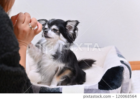 Woman playing with her dog in the living room: Long-coated Chihuahua Woman playing with her dog in the living room: Long-coated Chihuahua 120068564