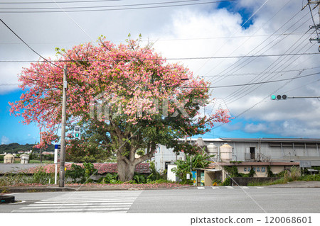 Flower of full bloom in full bloom 120068601