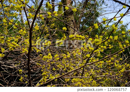 Aburachan blooming in the forest [Tsukui, Sagamihara City, March] 120068757