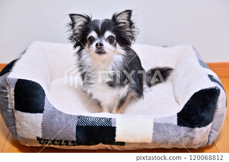 一隻長外套吉娃娃狗在客廳放鬆 一隻長外套吉娃娃狗在客廳放鬆 120068812