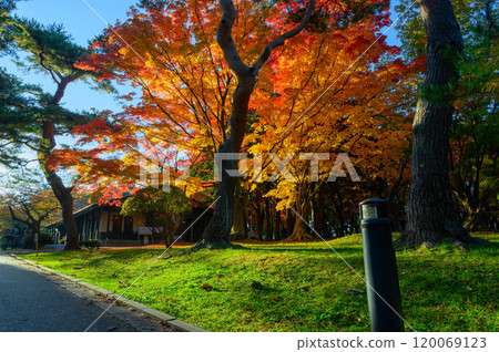Autumn leaves made maple tree 120069123