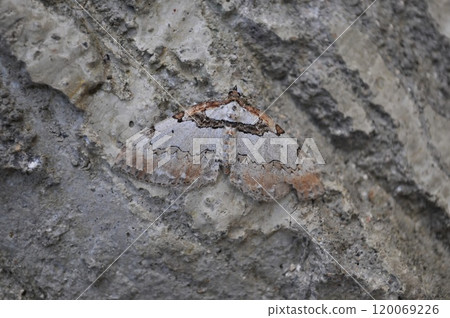 Nikko Namishaku 120069226