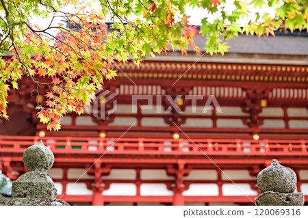 Kongobu-ji Temple inner gate and maple trees Kongobu-ji Temple inner gate and maple trees 120069316