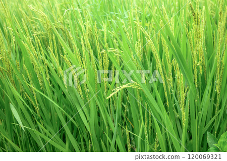 Ears of rice beginning to bear fruit 120069321