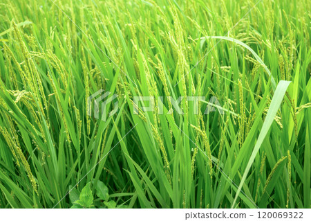 Ears of rice beginning to bear fruit 120069322