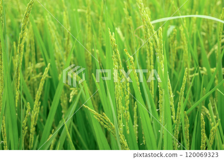 Ears of rice beginning to bear fruit 120069323