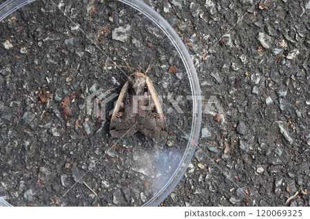 前喜屋賀 前喜屋賀 120069325