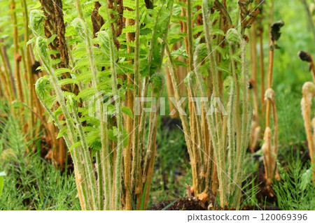 Osmund wildflower large May 120069396