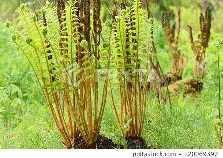 主發條野花大五月 主發條野花大五月 120069397