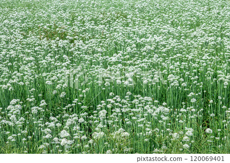 Chinese chives with white flowers 120069401
