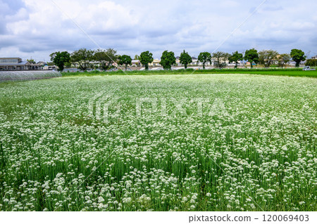 Chinese chives with white flowers 120069403