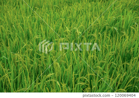 Ears of rice beginning to bear fruit Ears of rice beginning to bear fruit 120069404