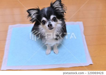 Living room Dog toilet sheet Long coat Chihuahua Living room Dog toilet sheet Long coat Chihuahua 120069428
