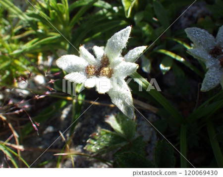 小魔臼雪莊 (Komausuyukiso) 120069430