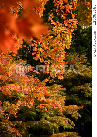 Bright red autumn leaves 120069569