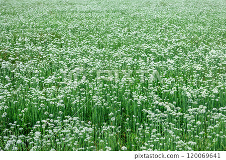 韭菜開白花 120069641
