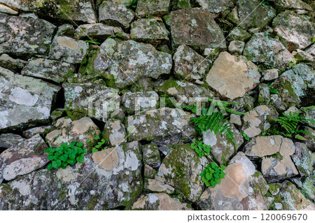Photographing the stone walls of Tanshoji Temple (Koshuji Temple) in Kameoka, Kyoto Prefecture 120069670