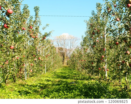 A densely planted apple orchard in the harvest season, with Miyabi Fuji apples turning bright red 120069825