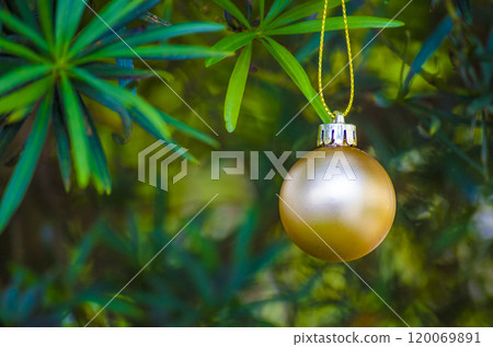 Golden Christmas balls with customizable space for Christmas wishes with pine Christmas trees background. Christmas celebration concept 120069891