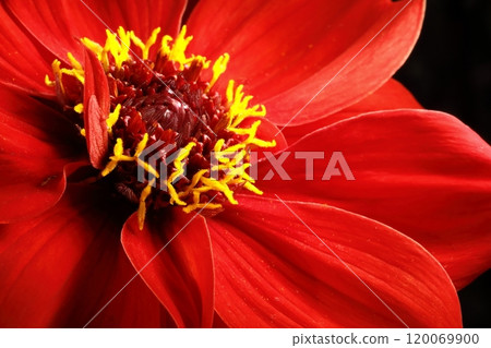 日本大麗花 120069900