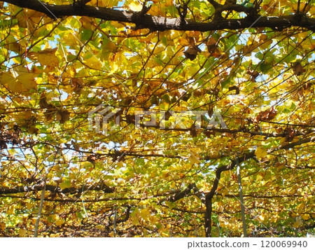 葡萄園已經收穫完畢，樹葉已進入秋天。 120069940