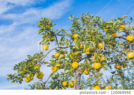 Shinano Gold: A yellow apple full of fruit 120069998