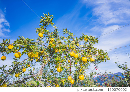 Shinano Gold: A yellow apple full of fruit Shinano Gold: A yellow apple full of fruit 120070002