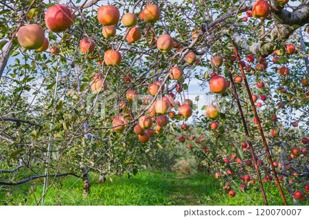 The ripe San Fuji apples The ripe San Fuji apples 120070007