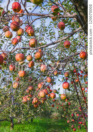 The ripe San Fuji apples The ripe San Fuji apples 120070008