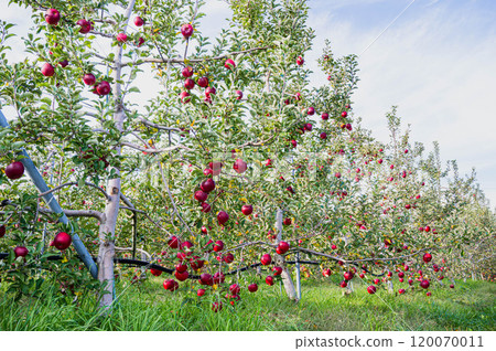 成熟的蘋果園，秋意盎然 120070011