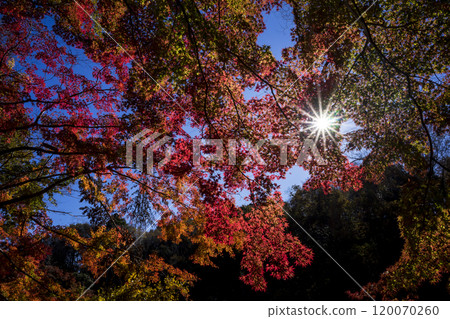 <千葉縣> 泉自然公園的紅葉 <千葉縣> 泉自然公園的紅葉 120070260