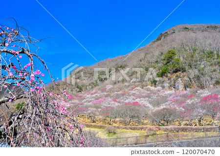 關東/湯河原梅林/梅宴會場/神奈川縣湯河原町的幕山梅花盛開的景象 (4) 120070470
