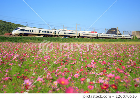 Cosmos field and 885 series train (JR Kyushu) Cosmos field and 885 series train (JR Kyushu) 120070510