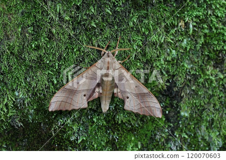 Cutbuszume 120070603