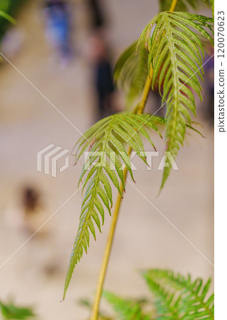 商場裡蕨類植物的葉子 商場裡蕨類植物的葉子 120070623