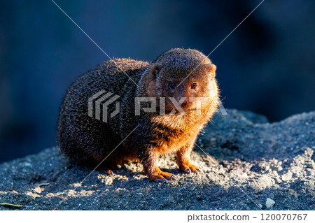 警惕貓鼬 120070767